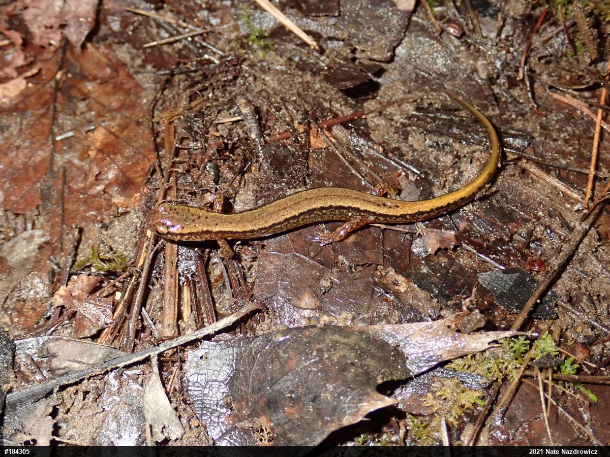 Northern Two-lined Salamander