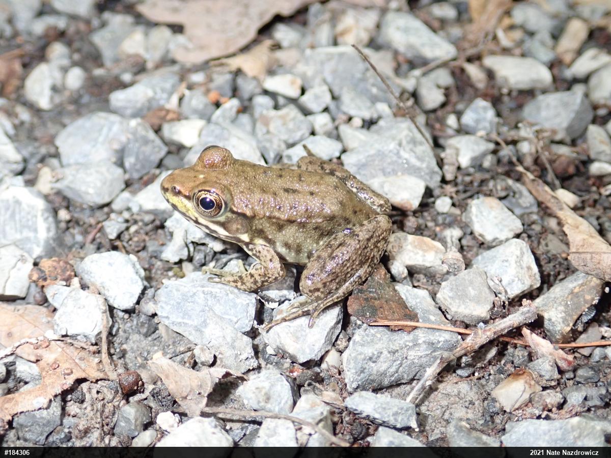 Green Frog