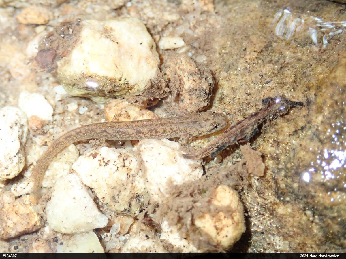 Northern Two-lined Salamander