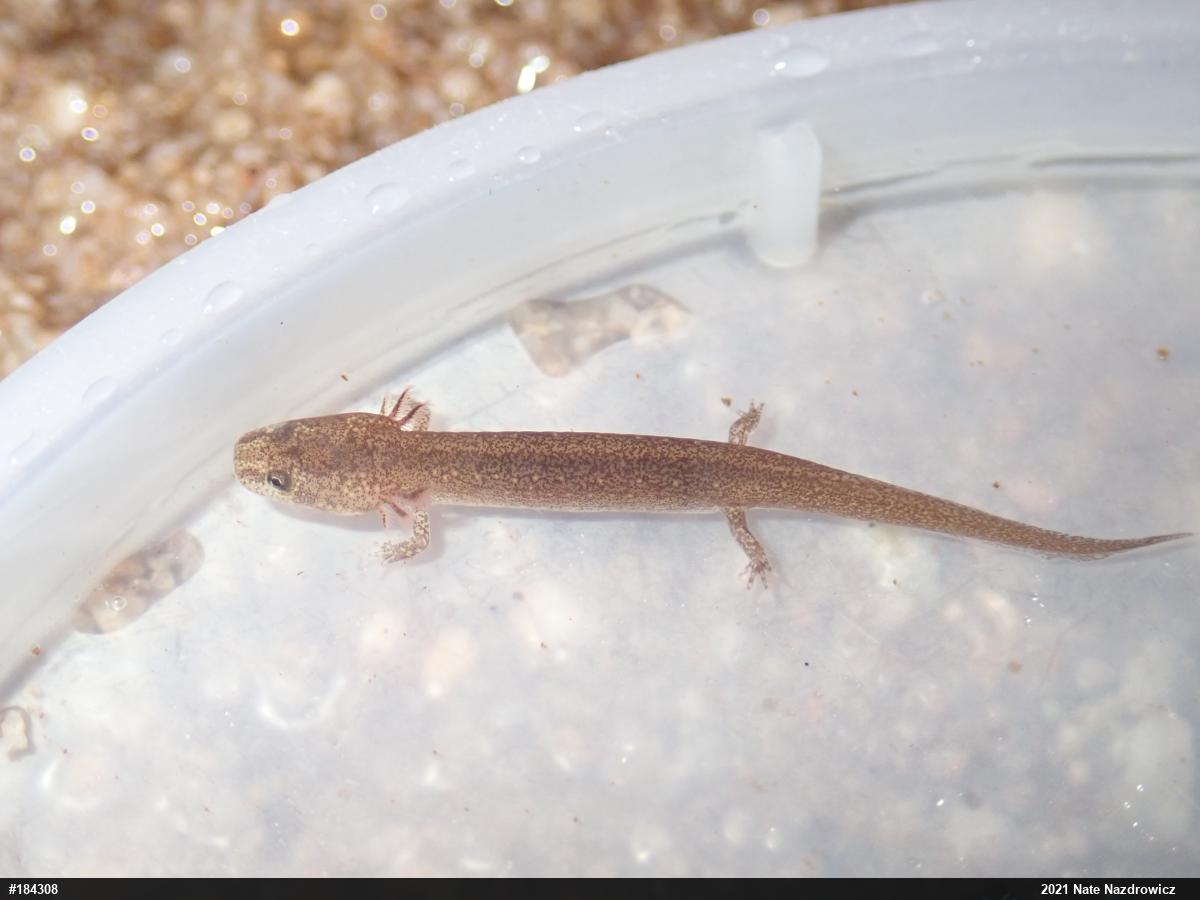 Northern Red Salamander