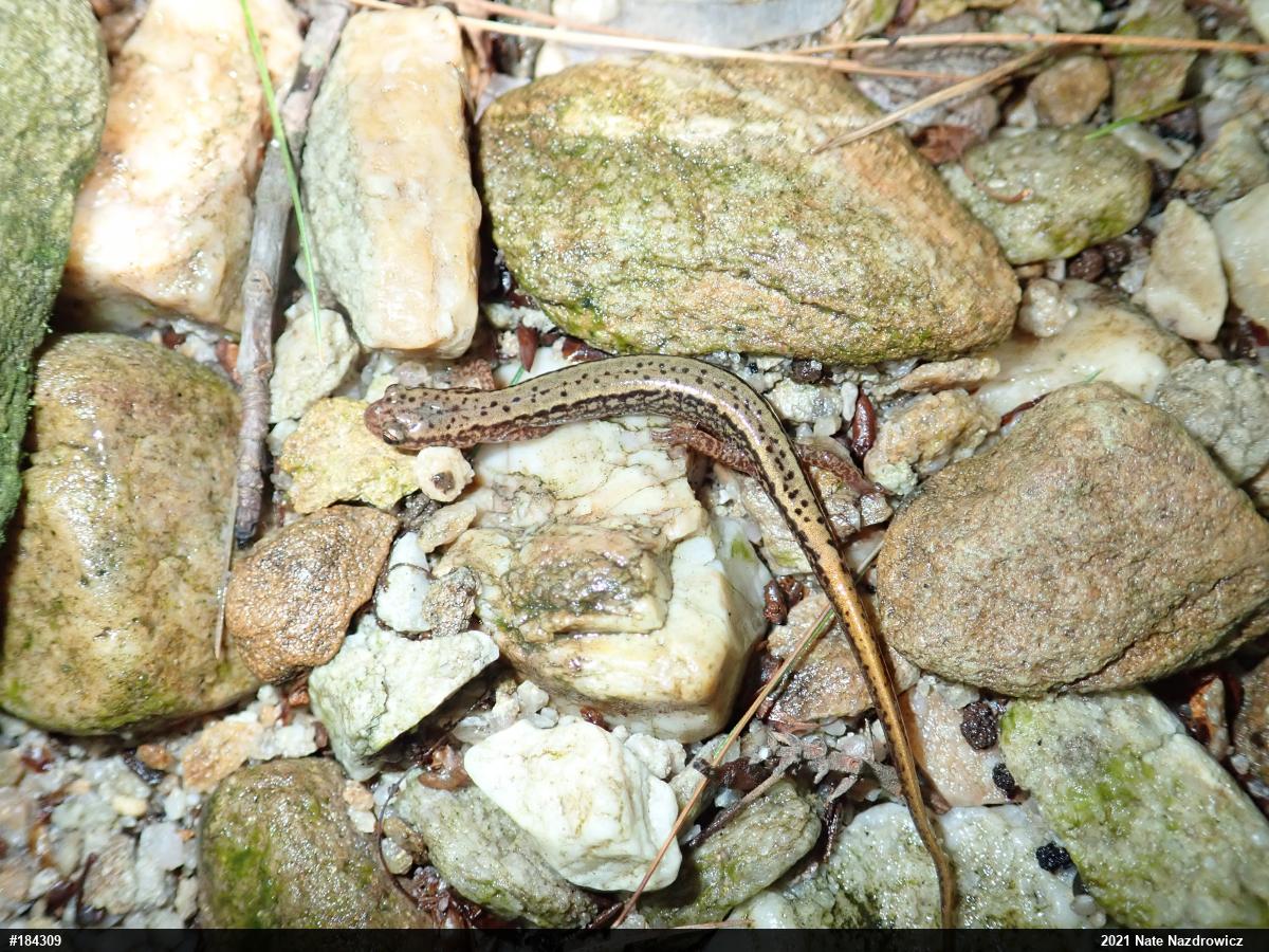 Northern Two-lined Salamander