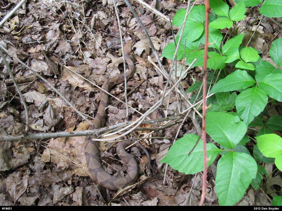 Northern Copperhead