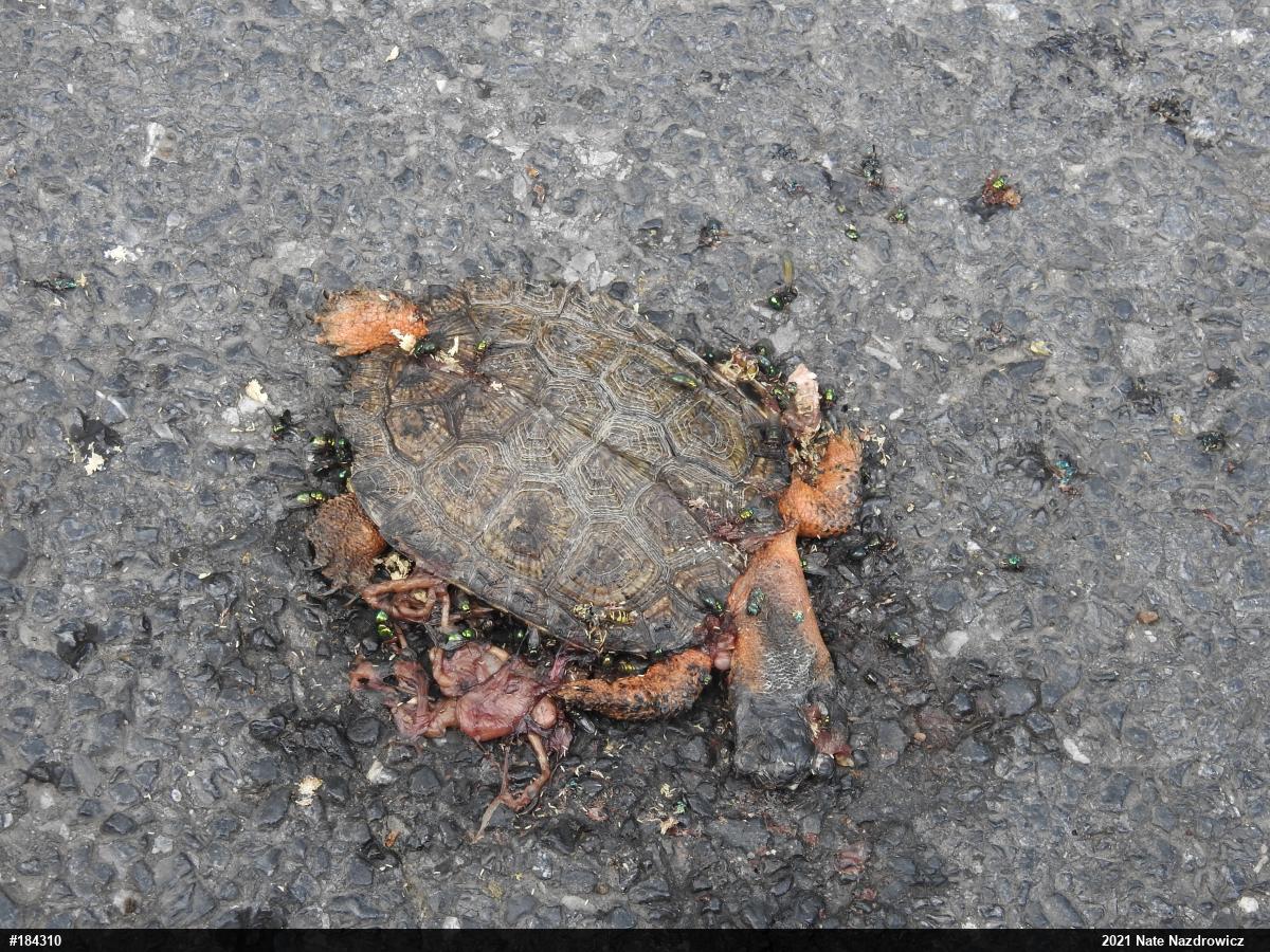 Wood Turtle