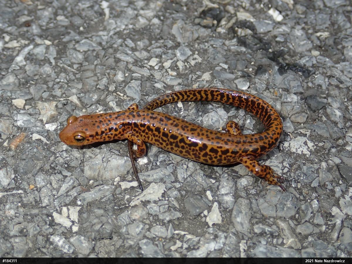 Eastern Long-tailed Salamander