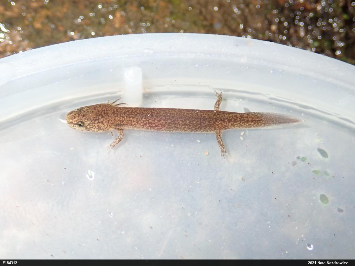 Northern Red Salamander