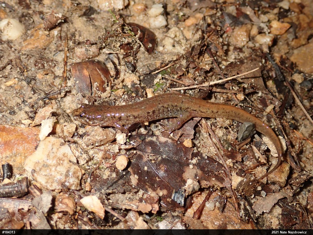 Northern Dusky Salamander