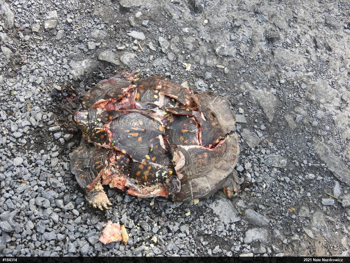 Eastern Box Turtle