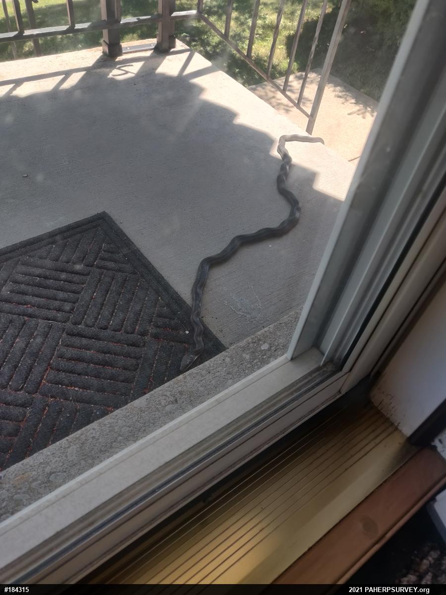 Eastern Ratsnake