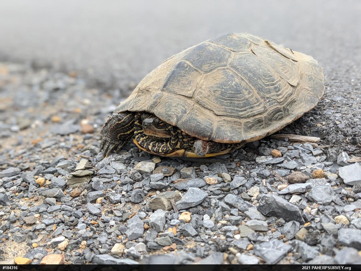 Northern Map Turtle