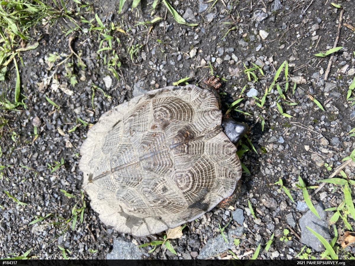 Wood Turtle