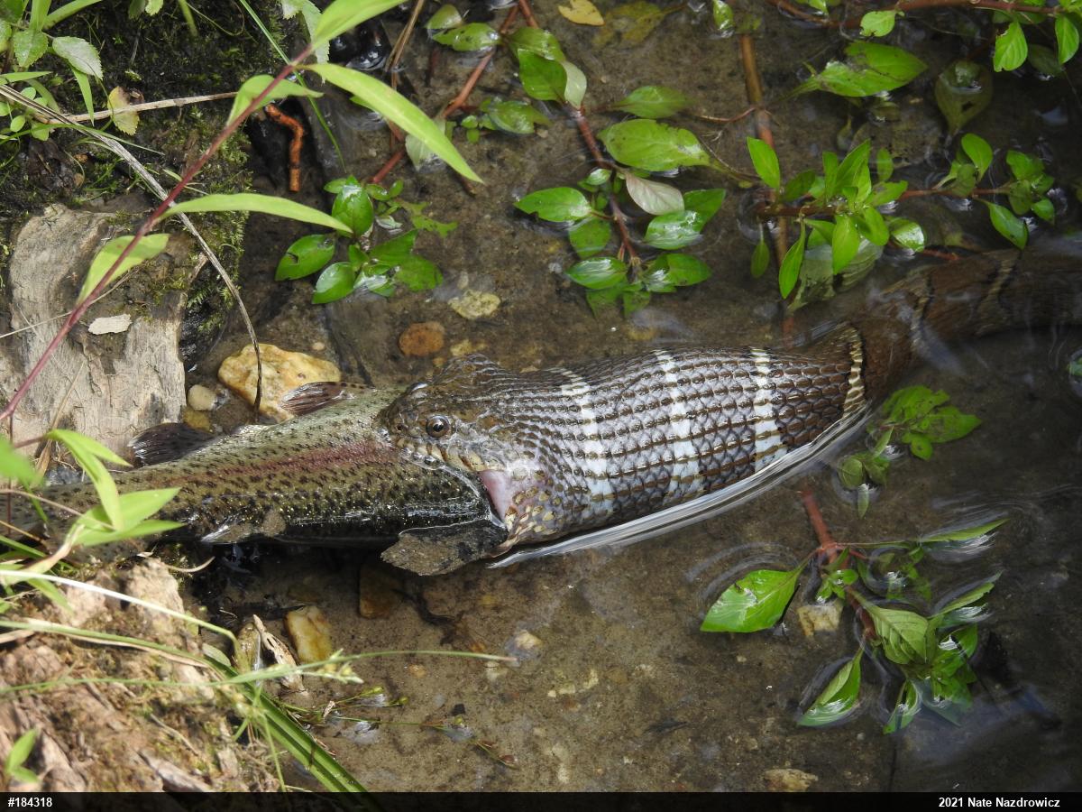 Northern Watersnake