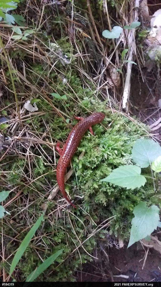 Northern Red Salamander