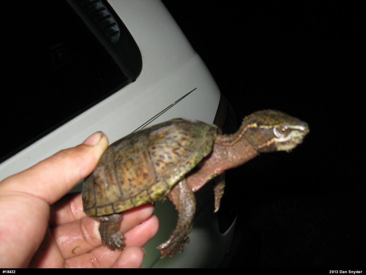 Eastern Musk Turtle