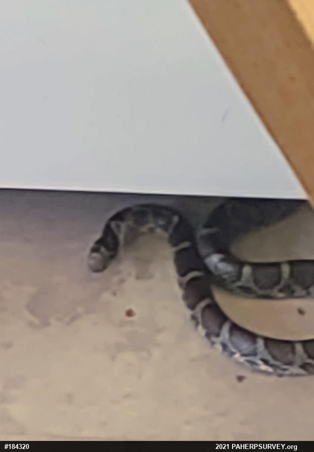 Eastern Milksnake
