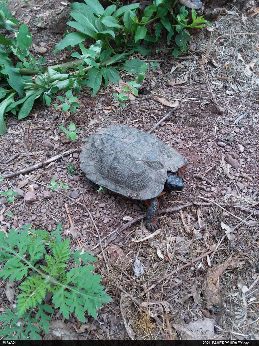 Wood Turtle
