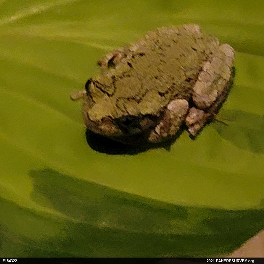 Unknown Gray Treefrog