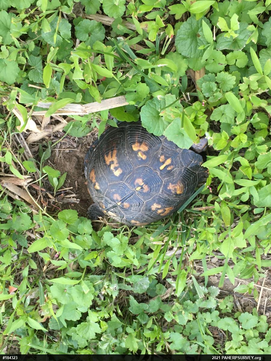 Eastern Box Turtle