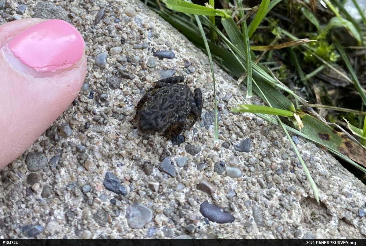Eastern American Toad