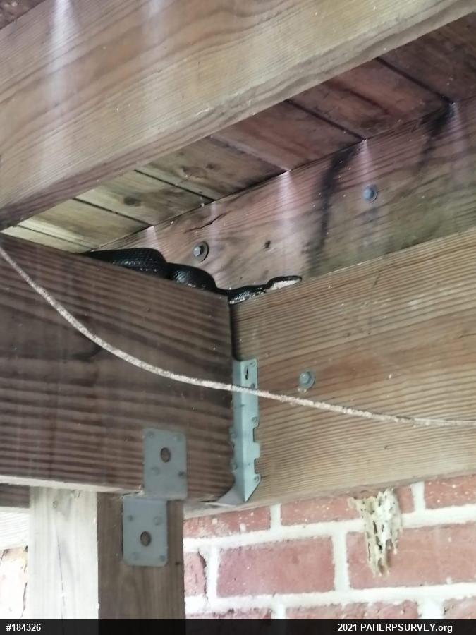 Eastern Ratsnake