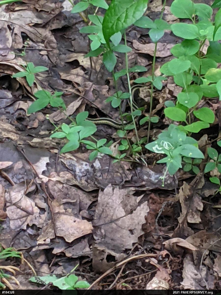 Eastern Gartersnake