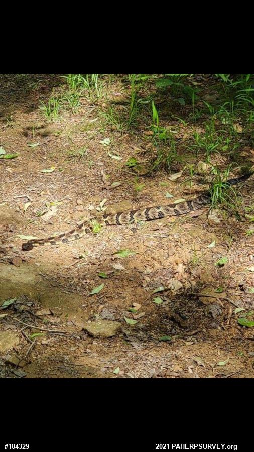 Timber Rattlesnake