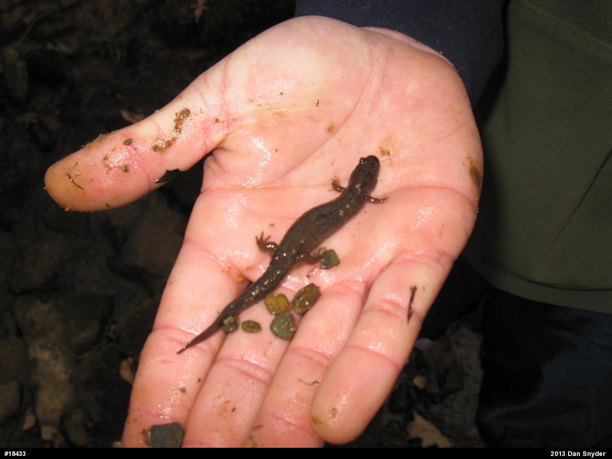 Northern Dusky Salamander