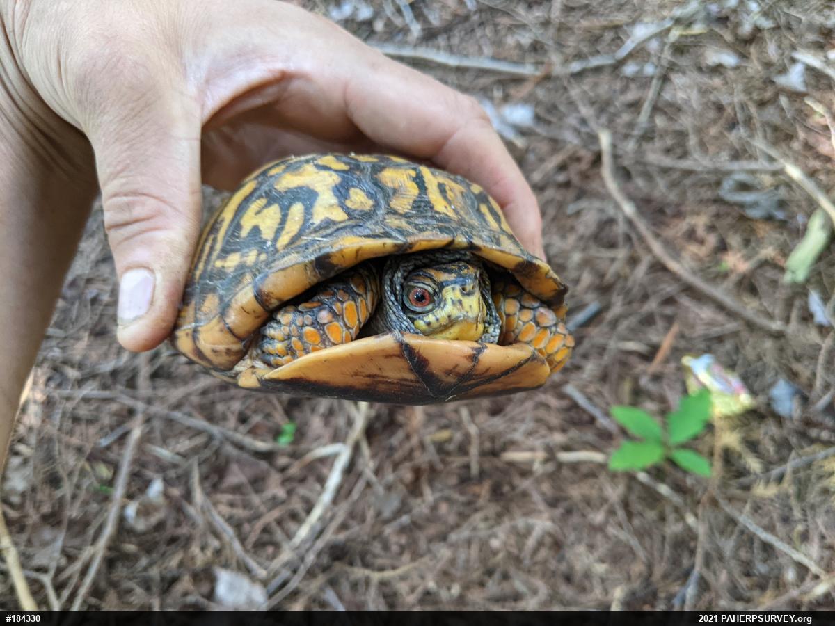 Eastern Box Turtle