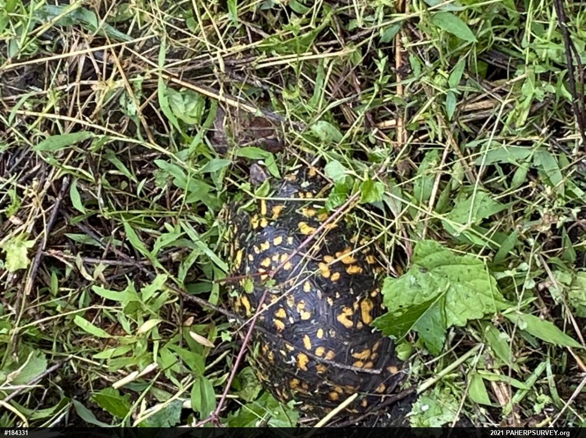 Eastern Box Turtle