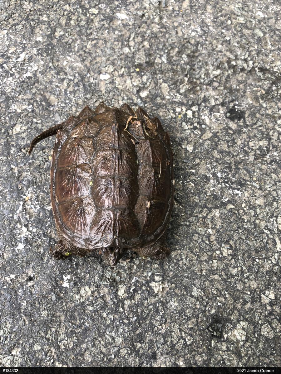 Snapping Turtle