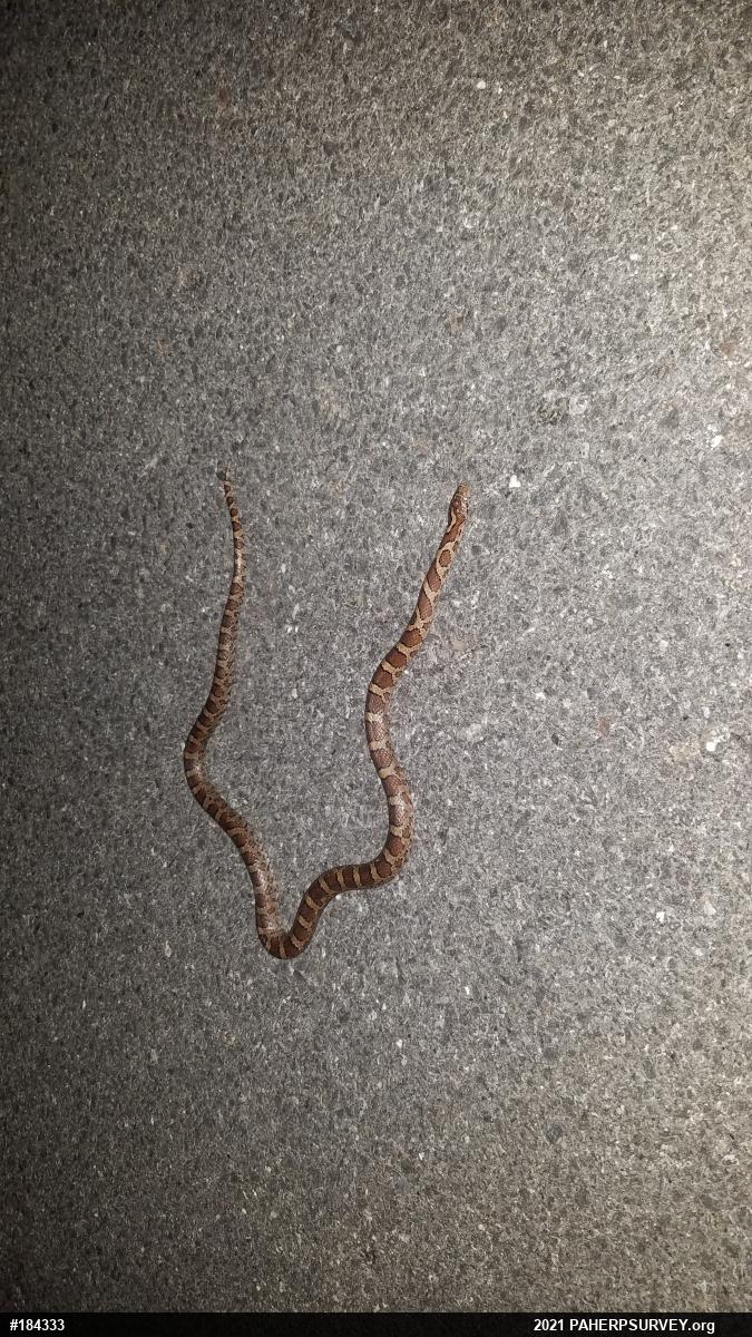 Eastern Milksnake