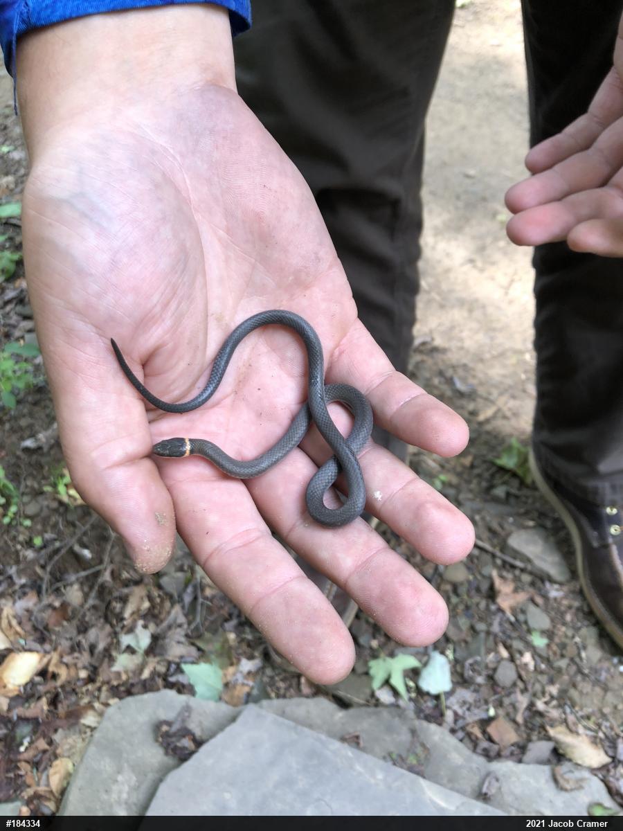 Northern Ring-necked Snake