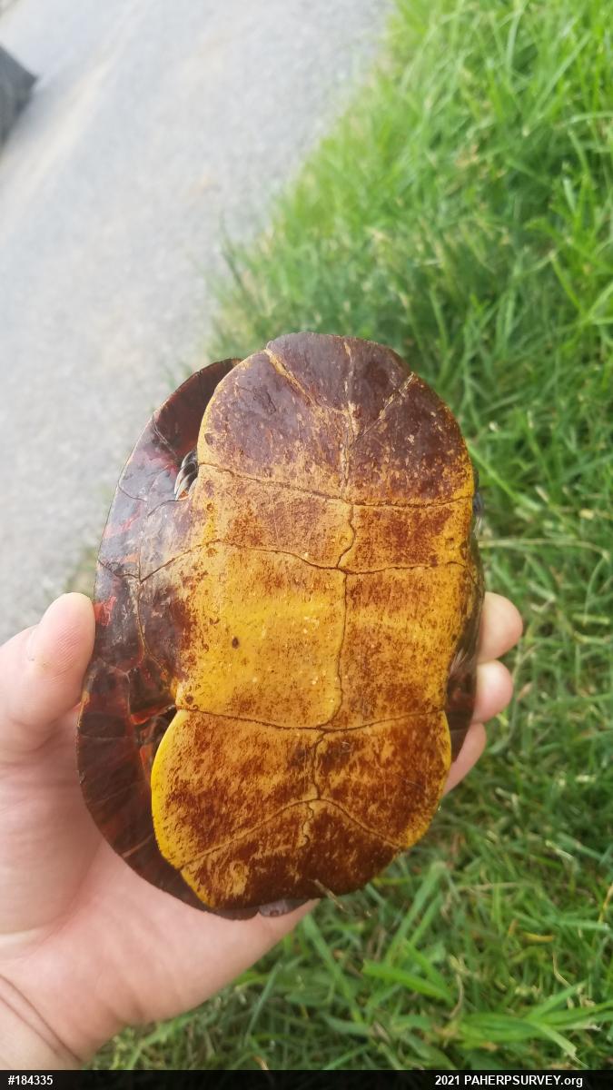 Midland Painted Turtle