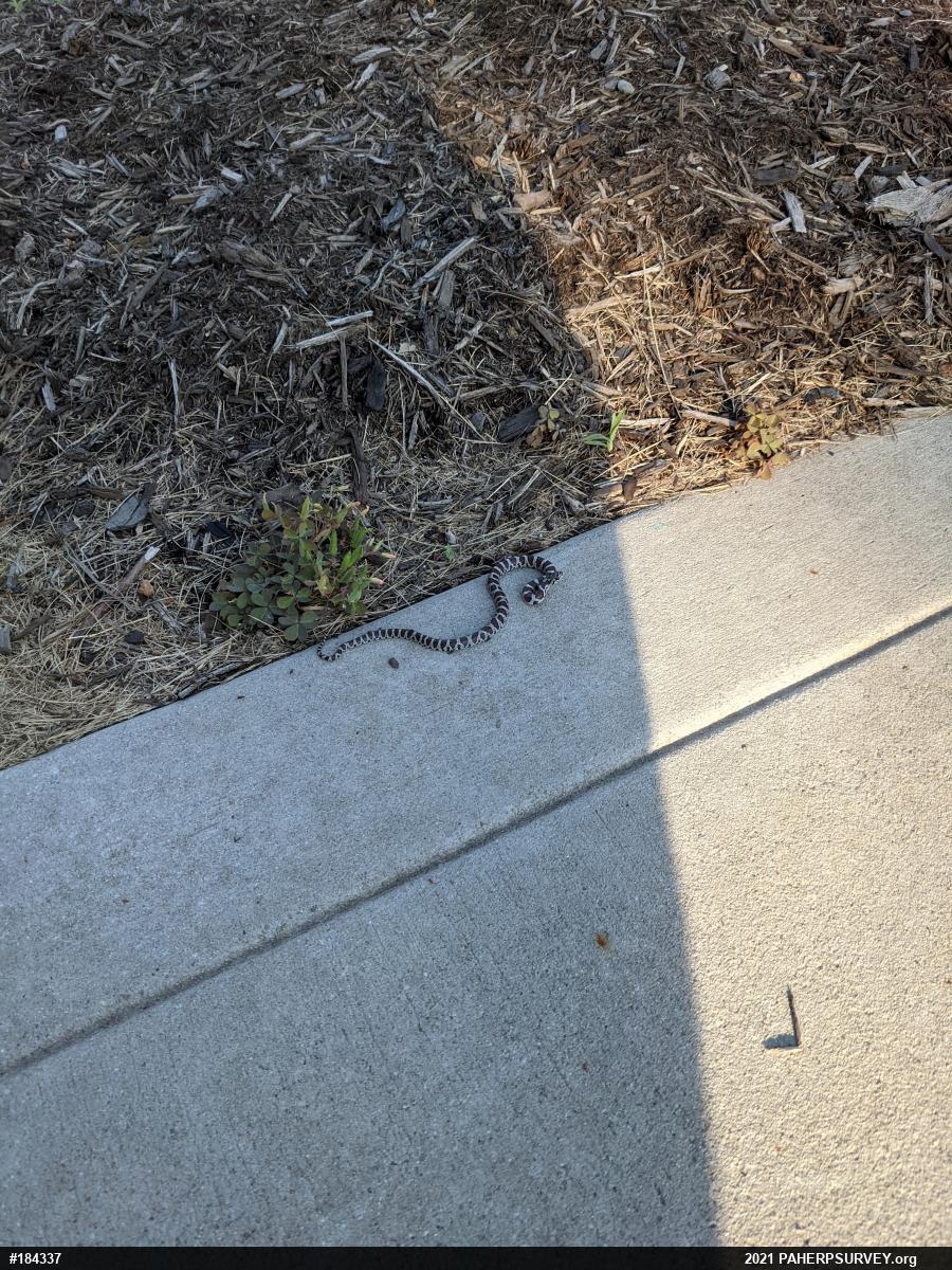 Eastern Milksnake