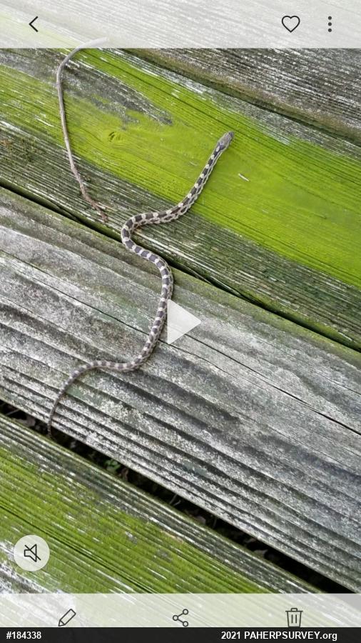 Eastern Ratsnake