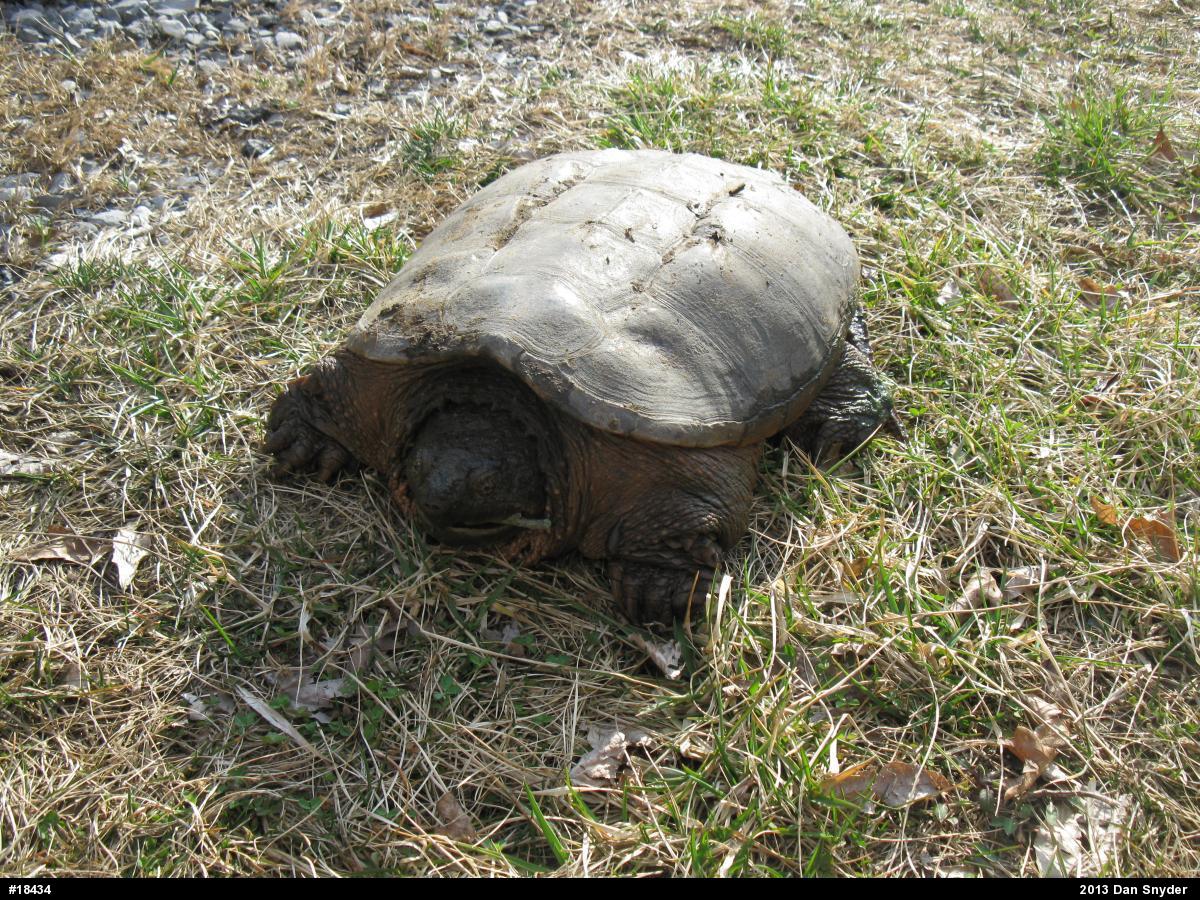 Snapping Turtle