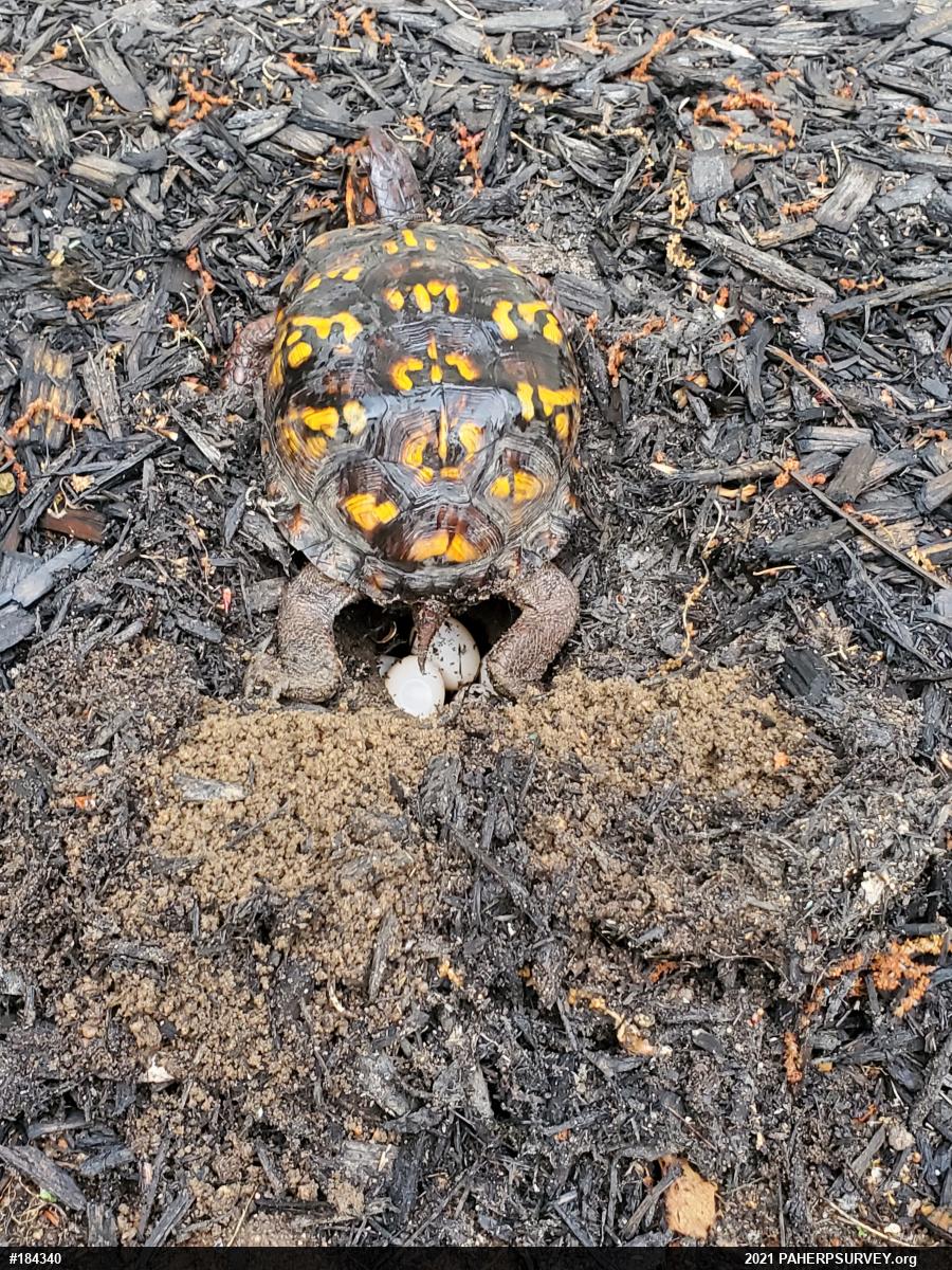 Eastern Box Turtle