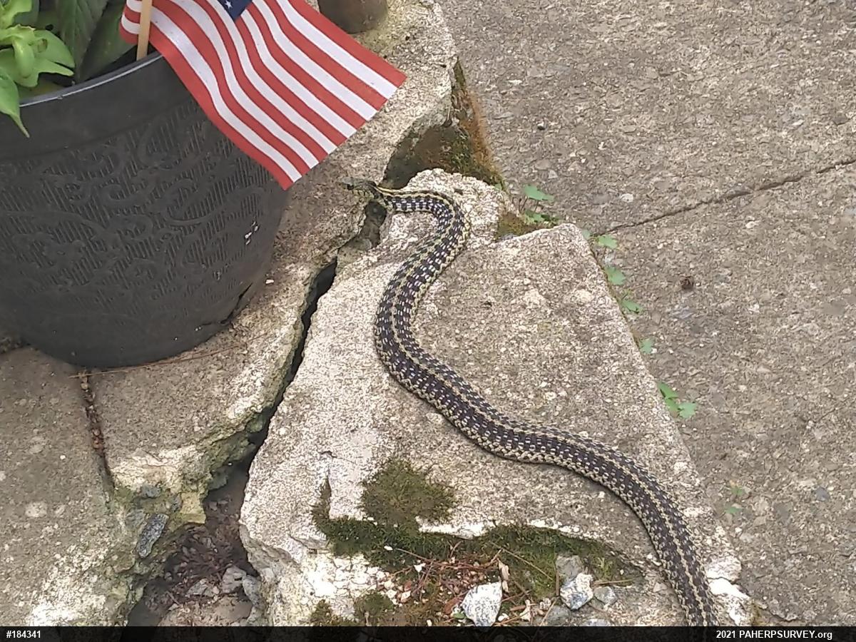 Eastern Gartersnake