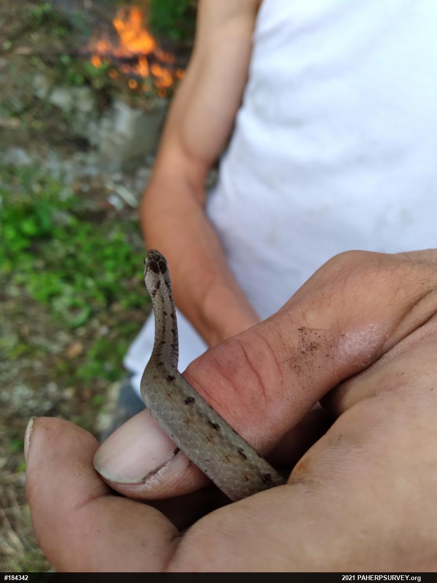 Dekay's Brownsnake