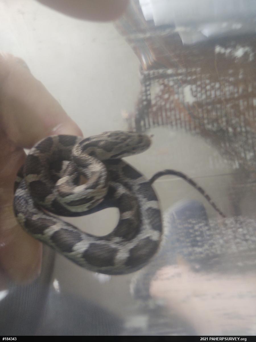 Eastern Ratsnake
