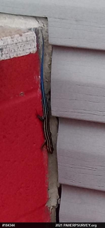 Common Five-lined Skink