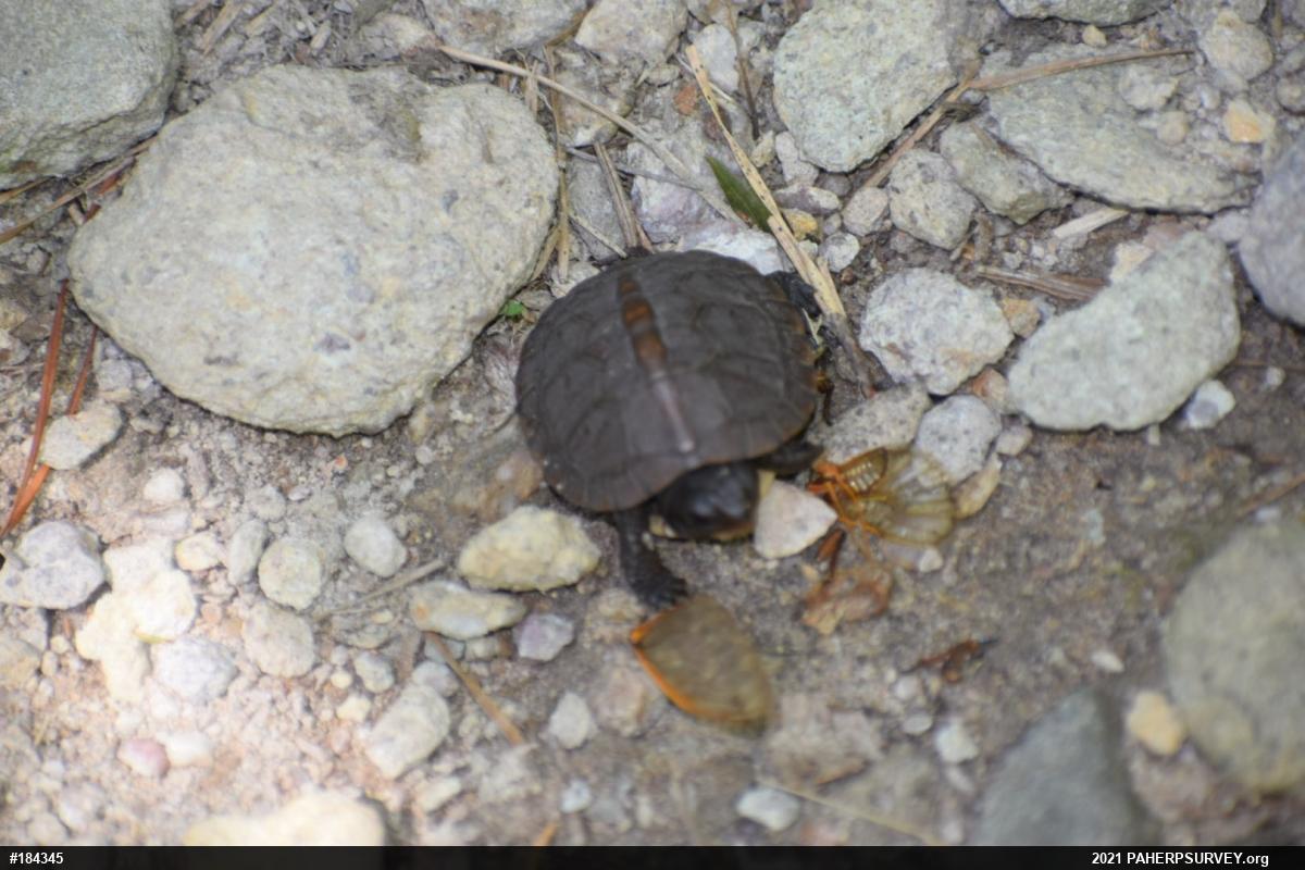 Eastern Box Turtle