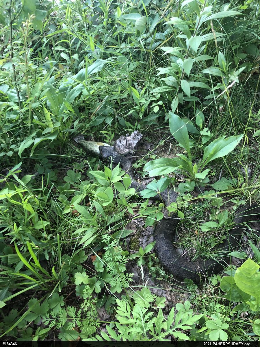 Northern Watersnake
