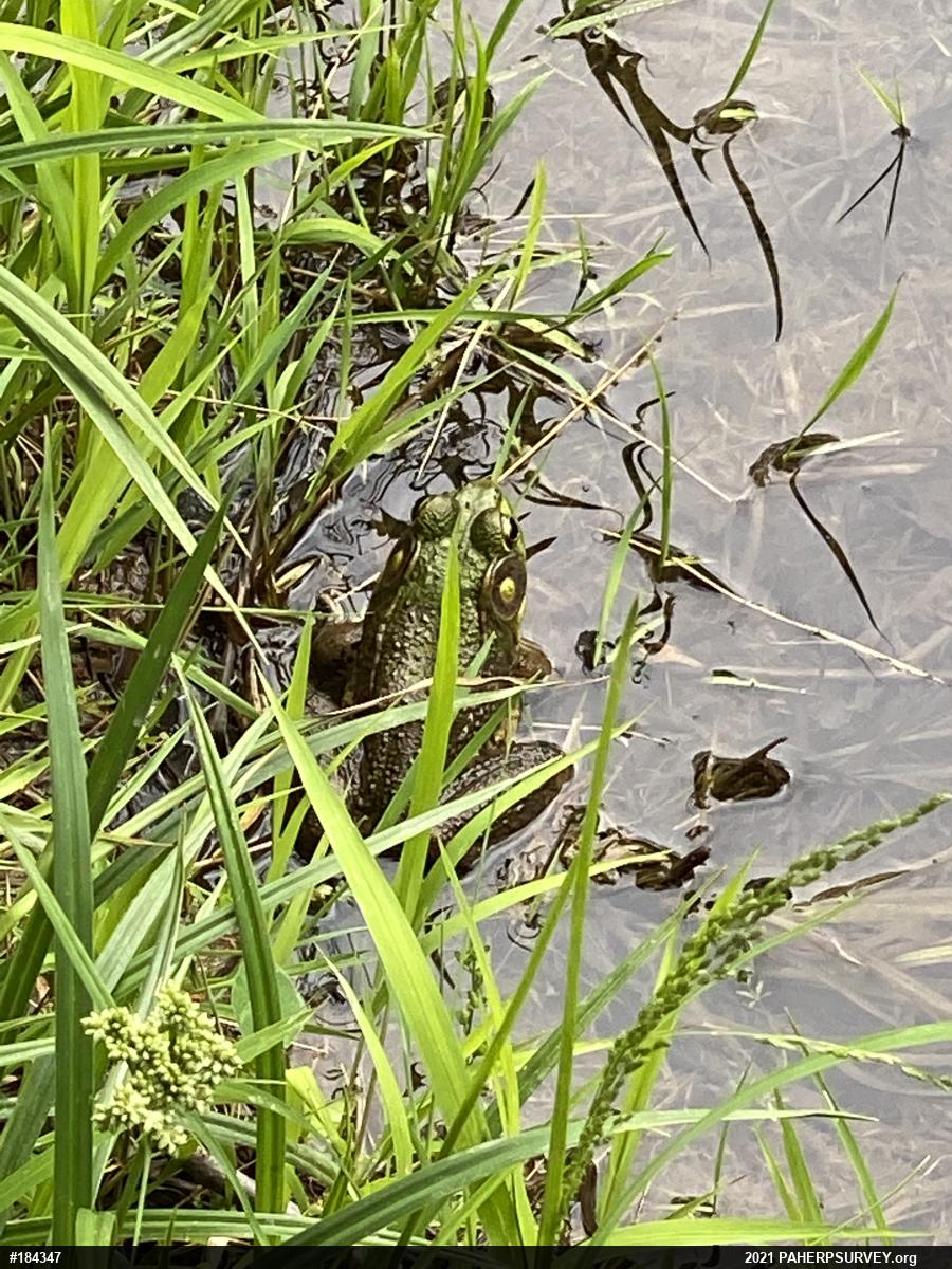 Green Frog