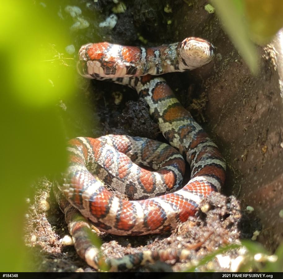 Eastern Milksnake