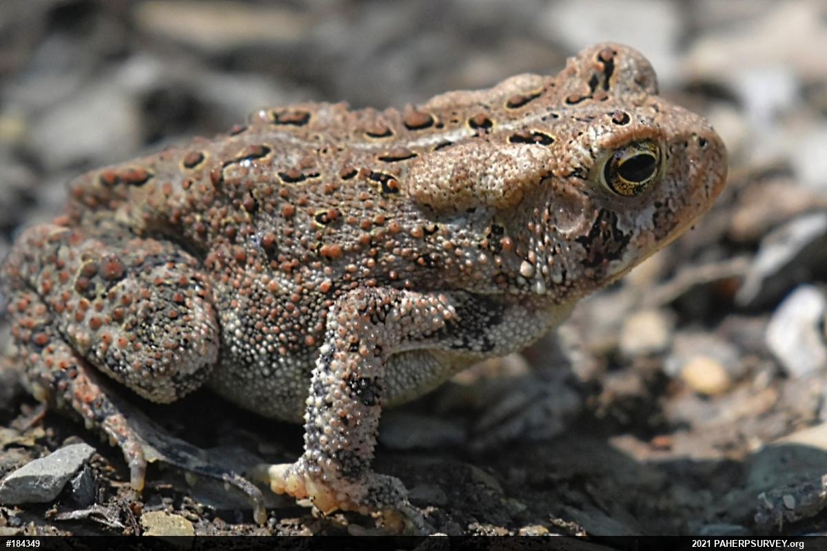 Eastern American Toad
