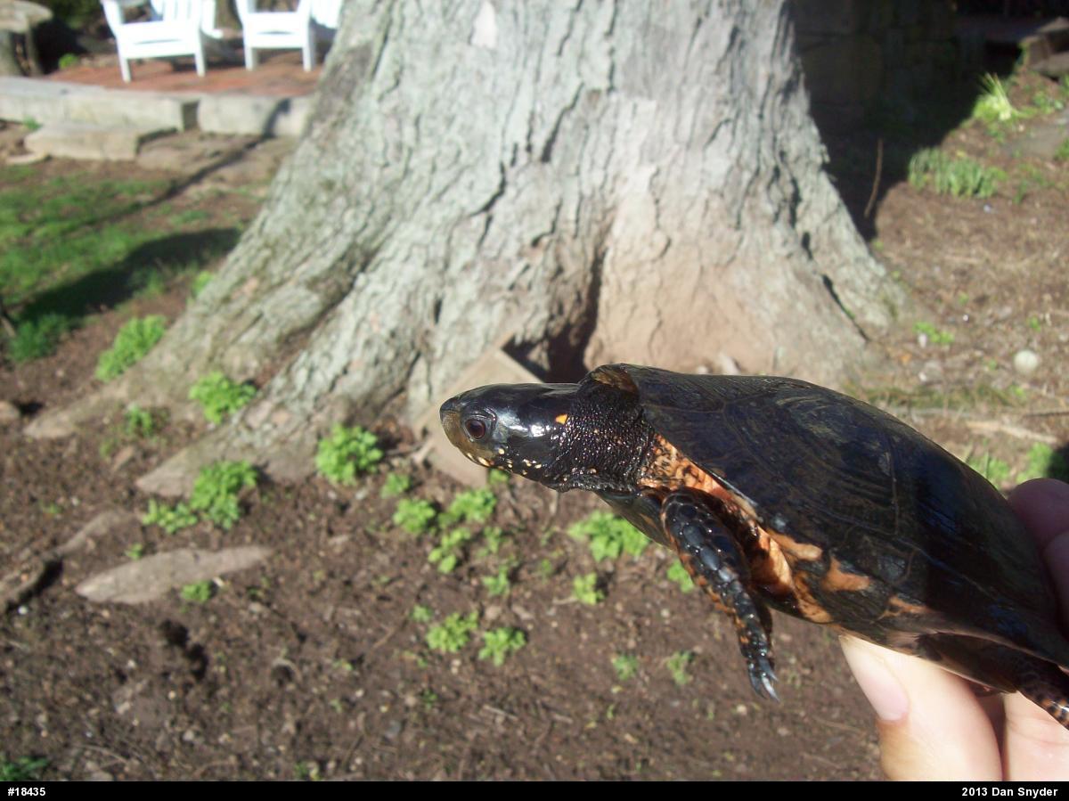 Spotted Turtle