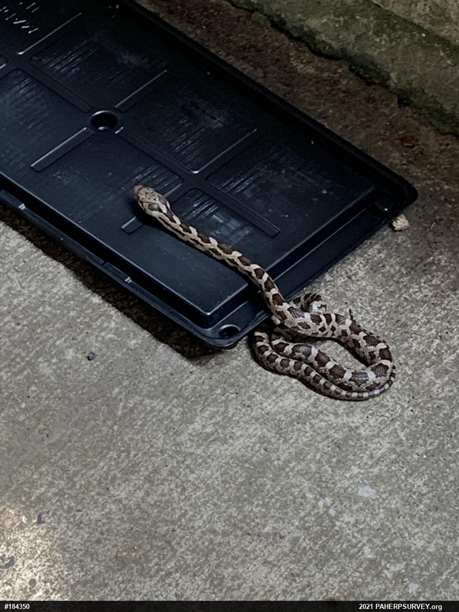 Eastern Ratsnake