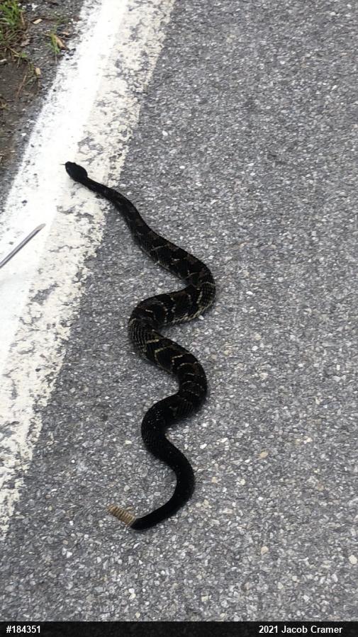 Timber Rattlesnake