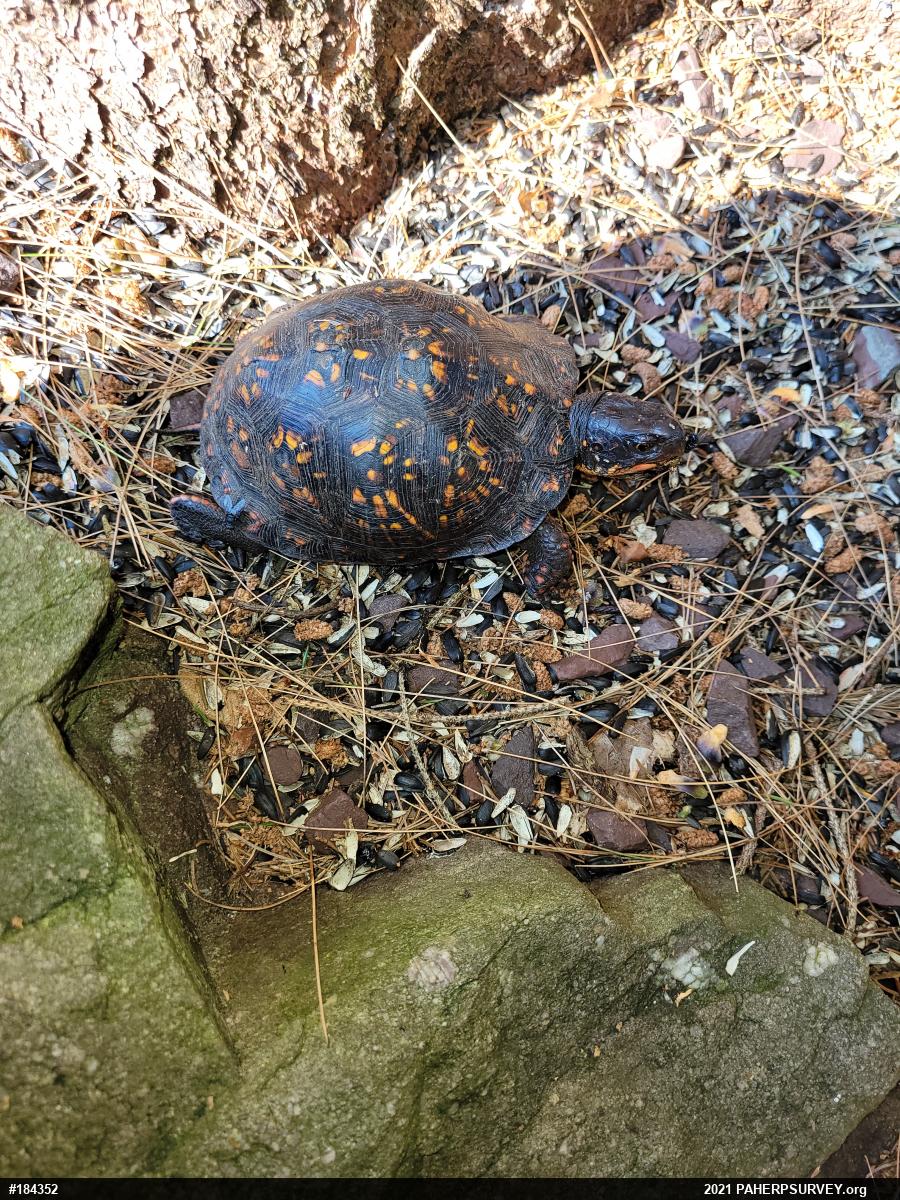 Eastern Box Turtle