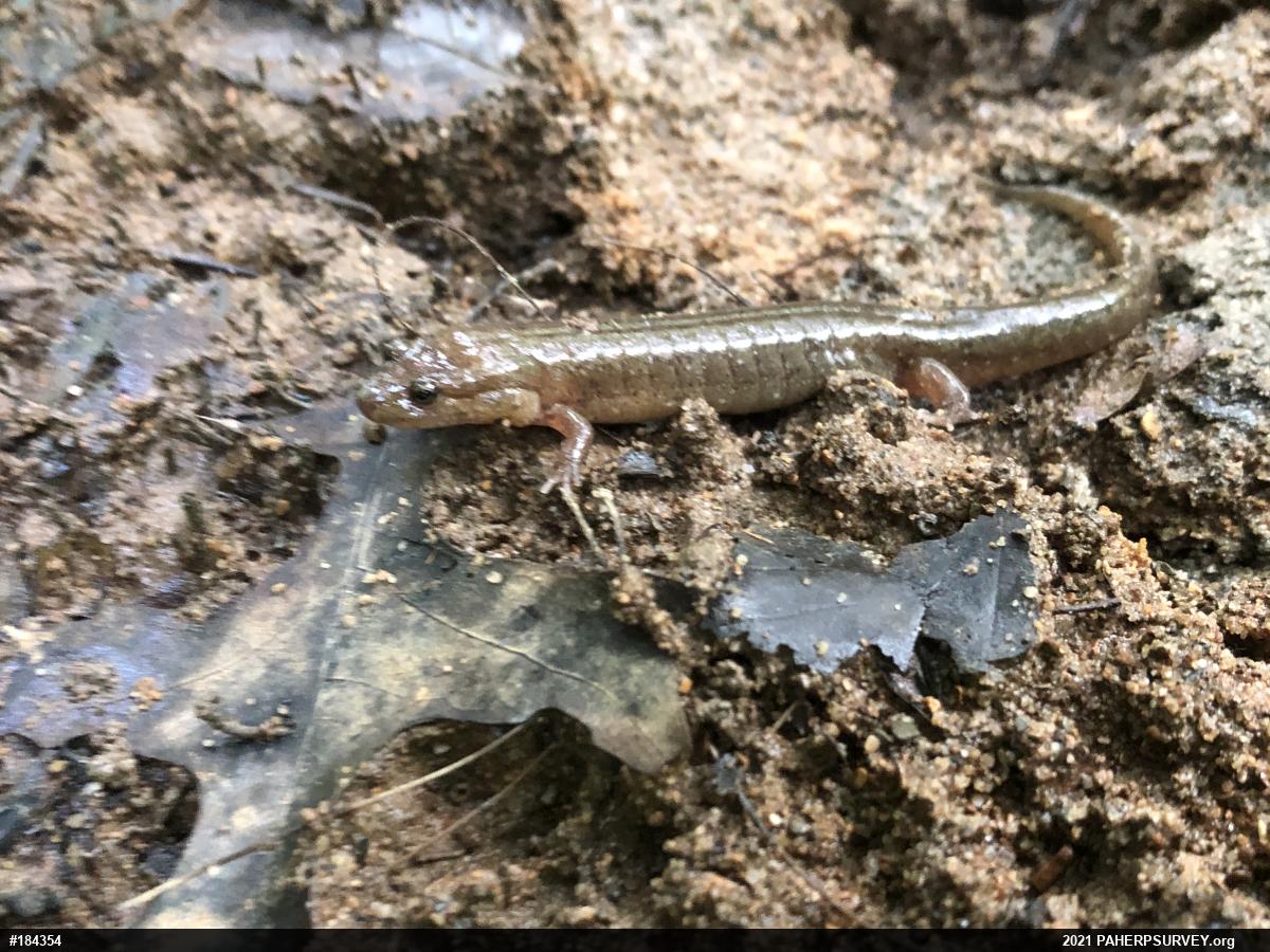Northern Dusky Salamander